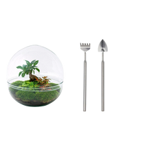 Dome Ficus Ginseng Bonsai - Terrarium