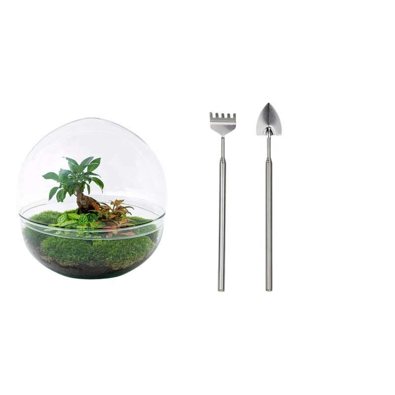 Dome Ficus Ginseng Bonsai - Terrarium