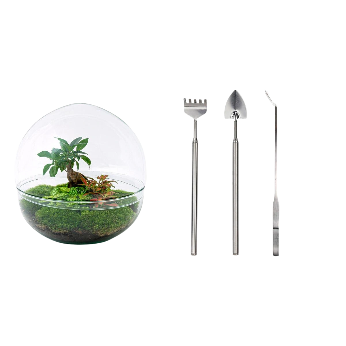 Dome Ficus Ginseng Bonsai - Terrarium