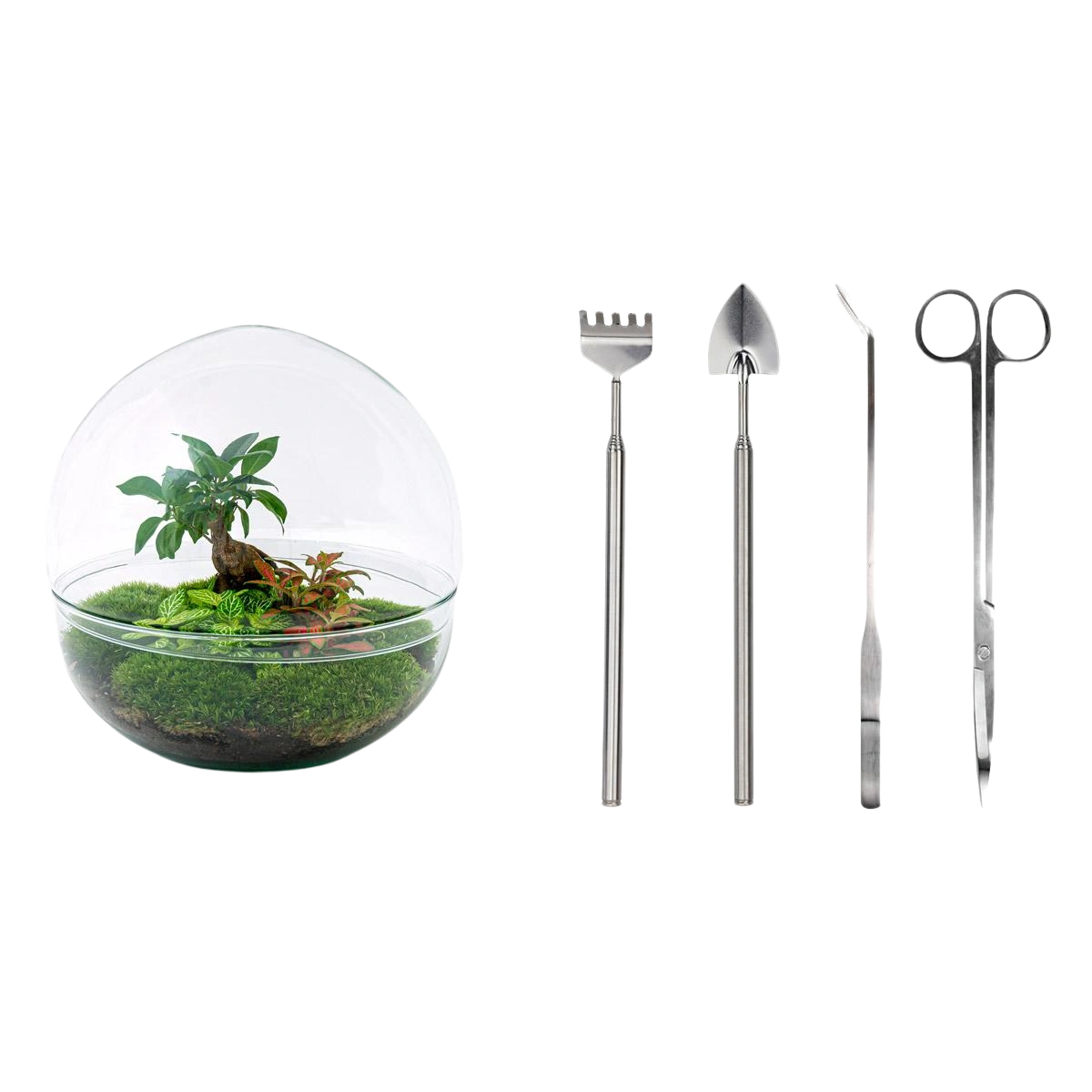 Dome Ficus Ginseng Bonsai - Terrarium