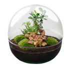 Dome Ficus Ginseng Bonsai - Terrarium