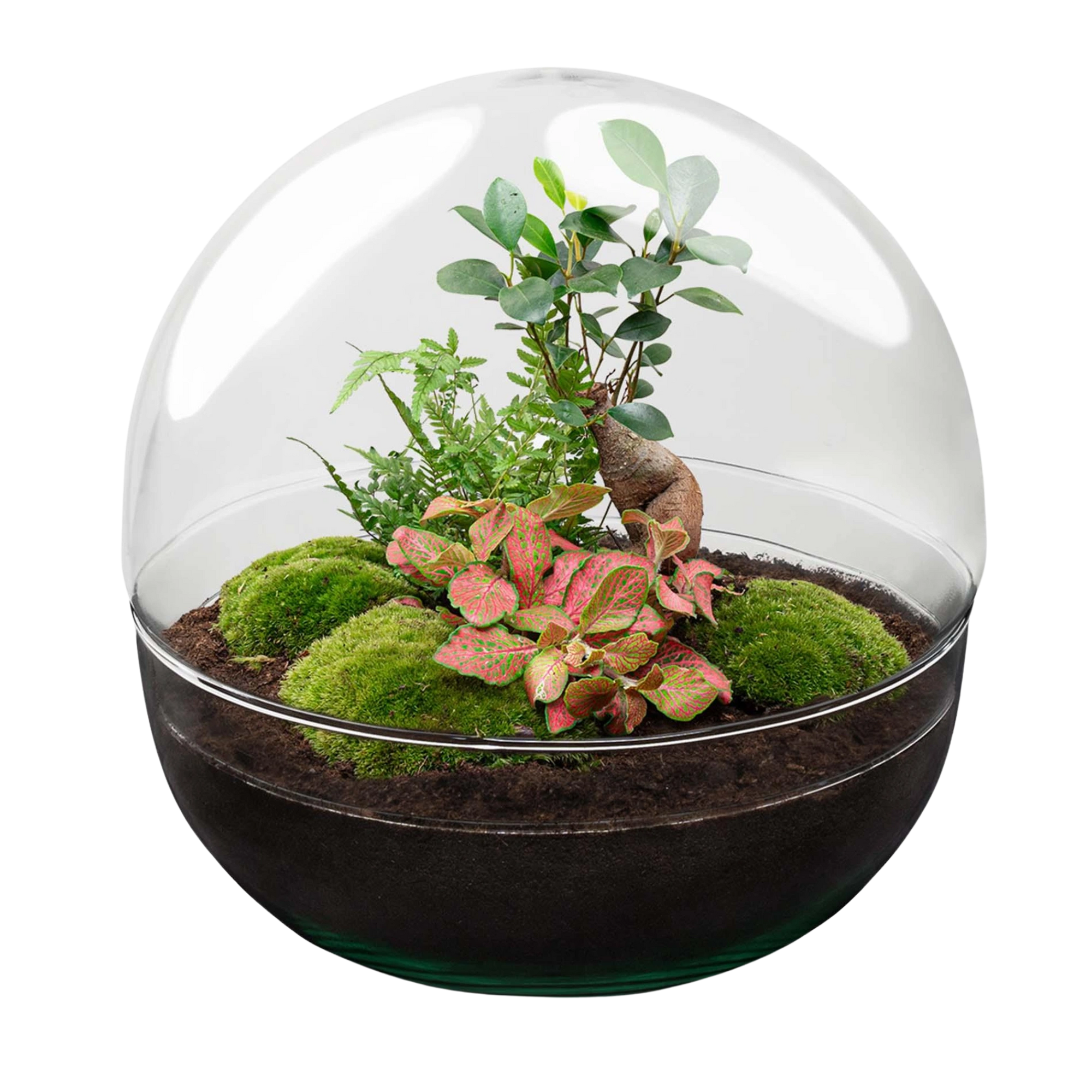 Dome Ficus Ginseng Bonsai - Terrarium