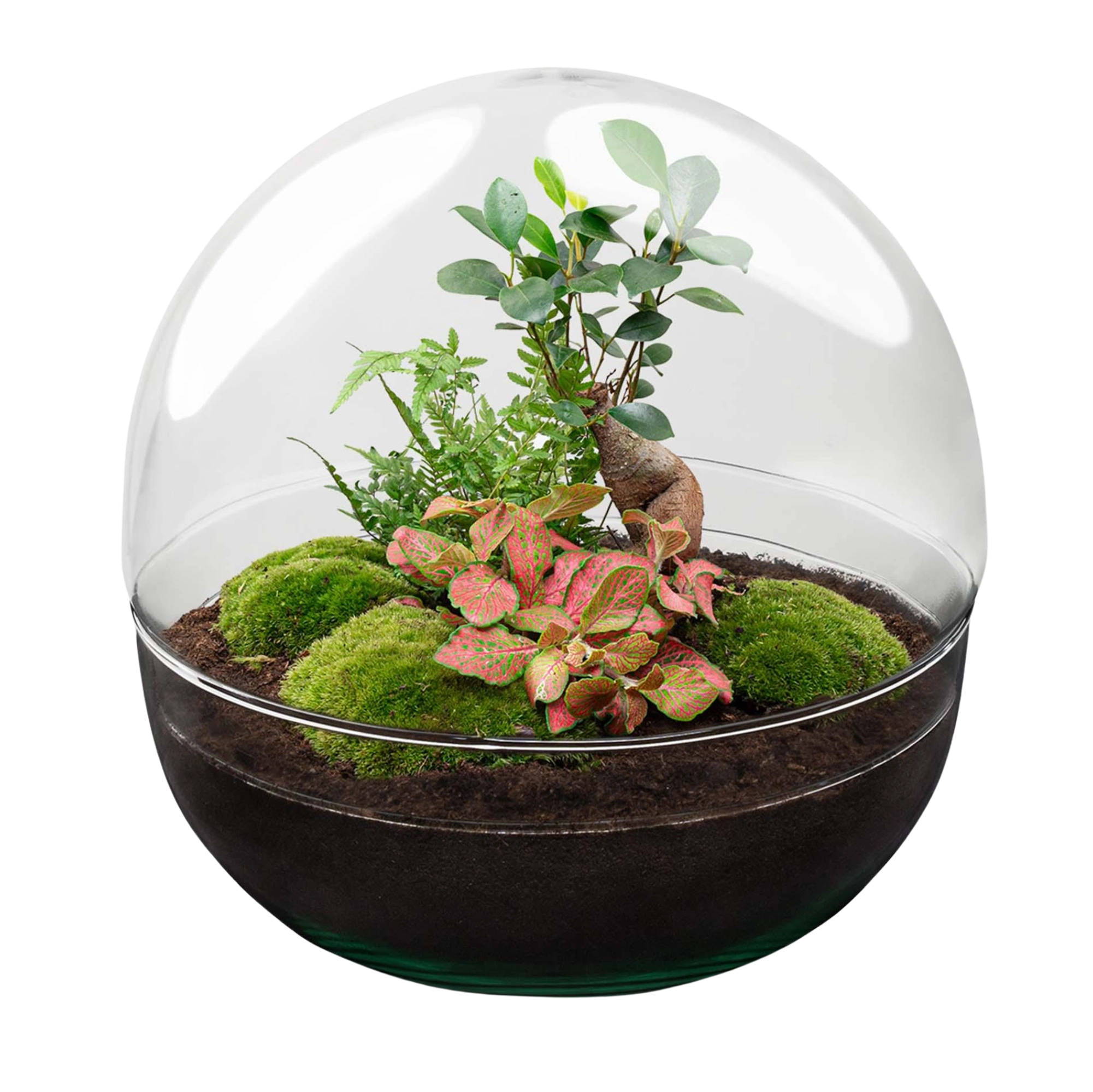 Dome Ficus Ginseng Bonsai - Terrarium