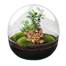 Dome Ficus Ginseng Bonsai - Terrarium