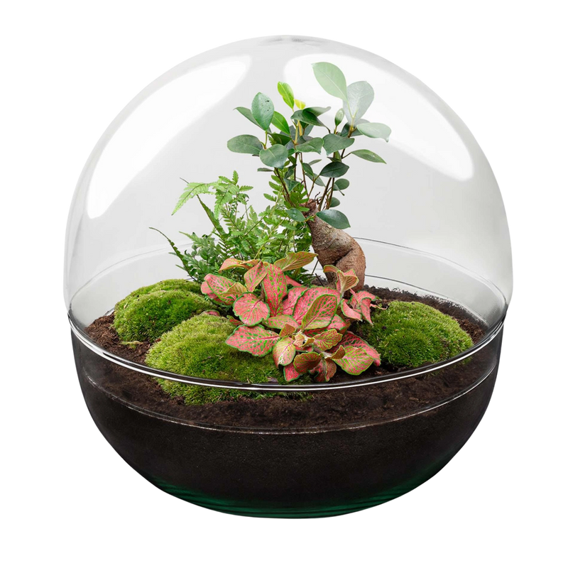 Dome Ficus Ginseng Bonsai - Terrarium