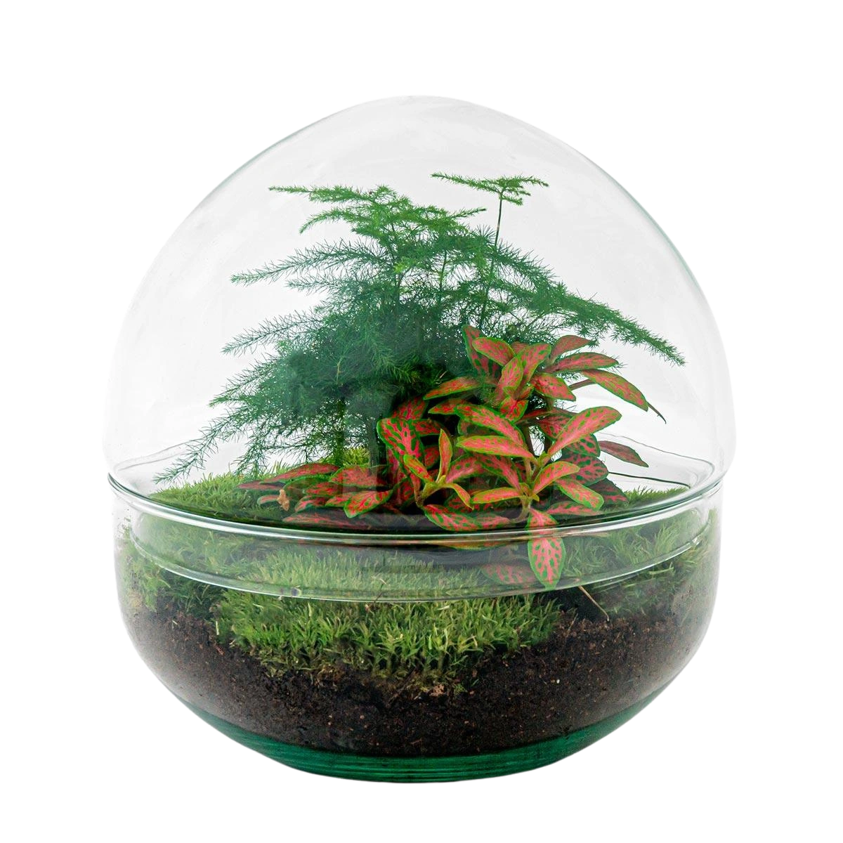 Dome Red Terrarium