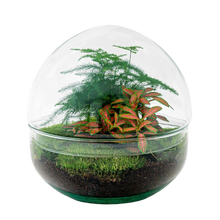 Dome Red Terrarium