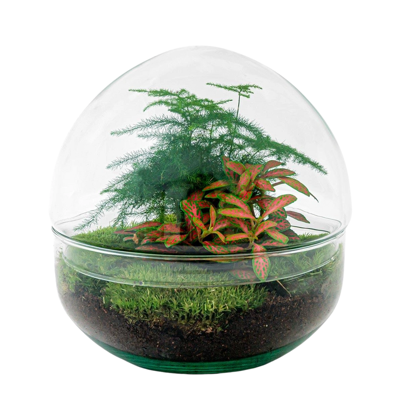 Dome Red Terrarium