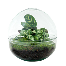 Dome Terrarium