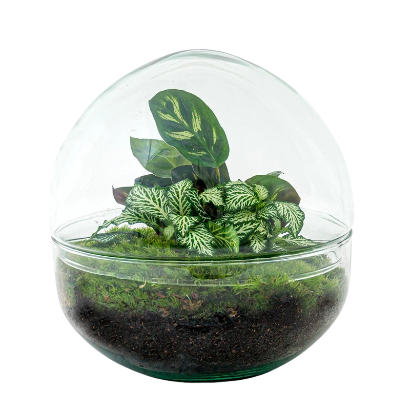 Dome Terrarium