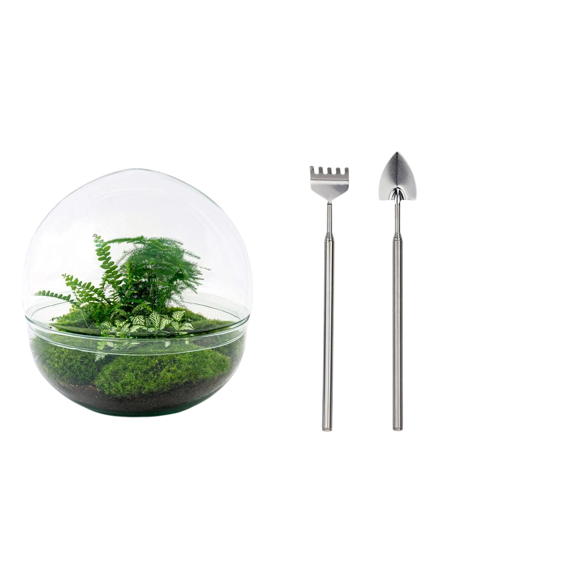 Dome XL Terrarium