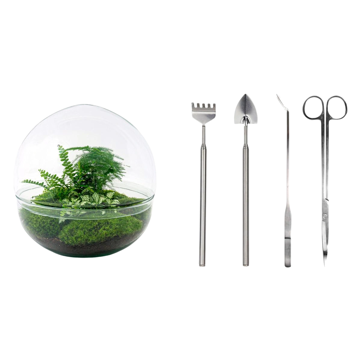 Dome XL Terrarium