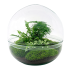 Dome XL Terrarium