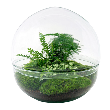 Dome XL Terrarium