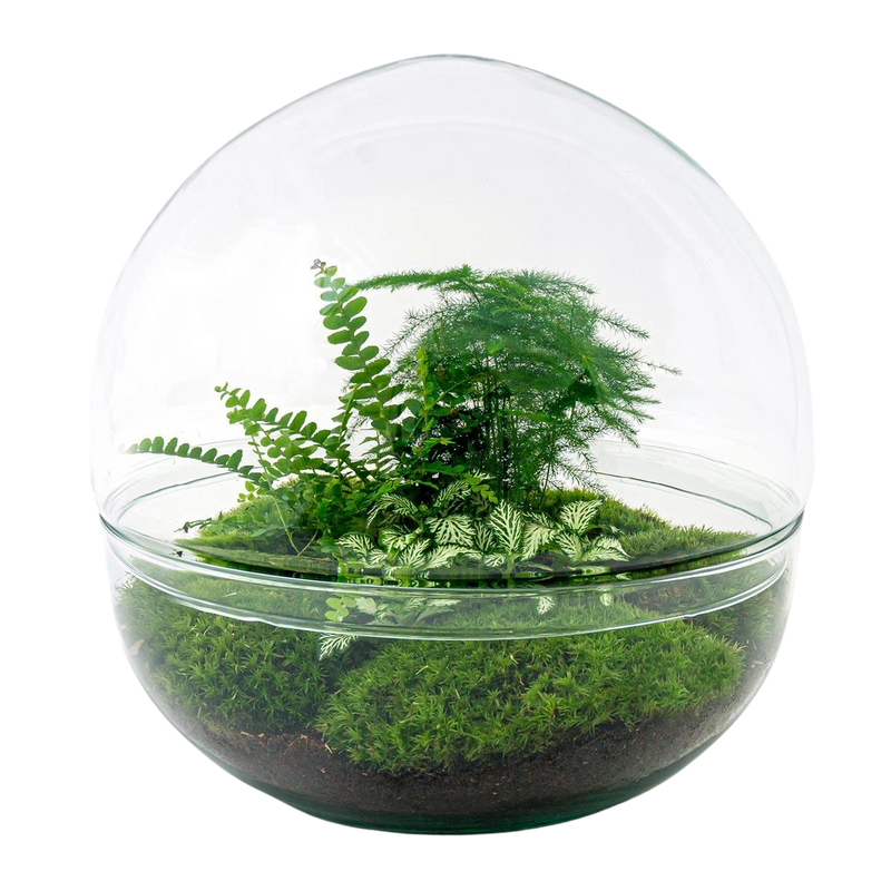 Dome XL Terrarium