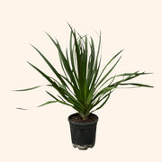 Dracaena Draco Everspring