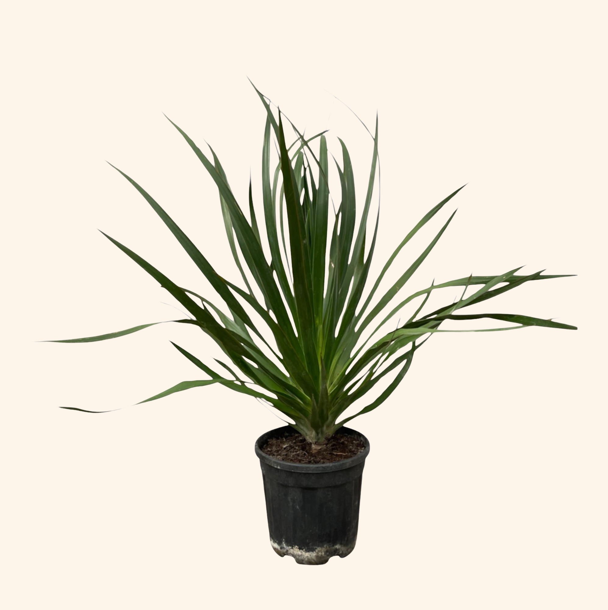 Dracaena Draco