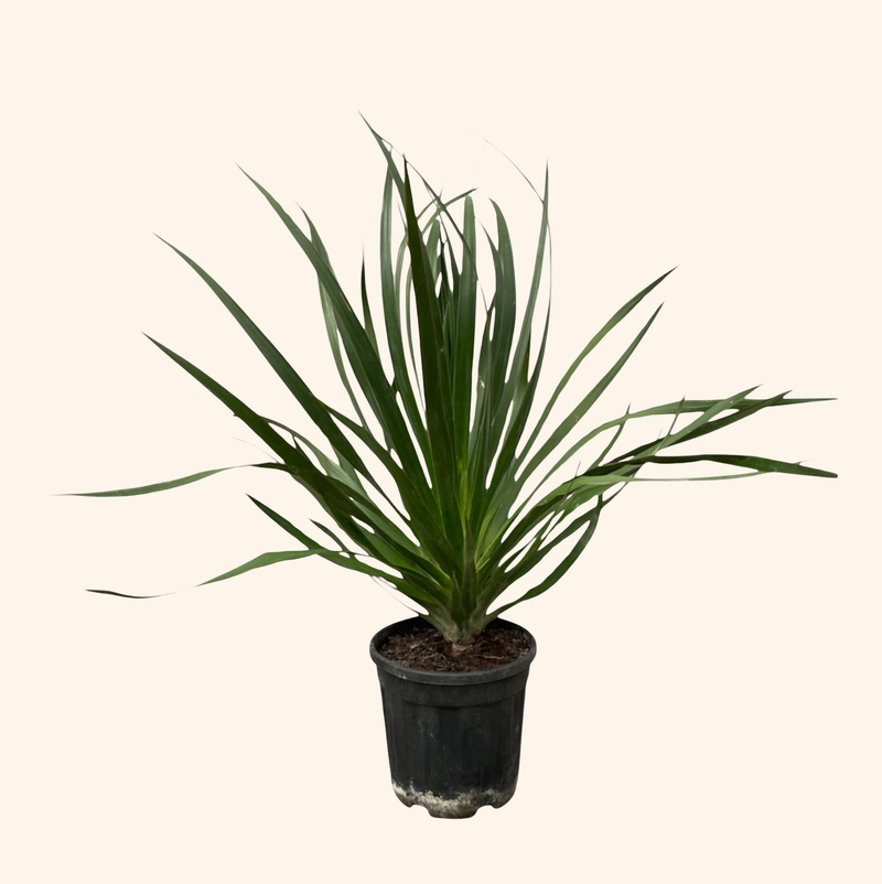 Dracaena Draco
