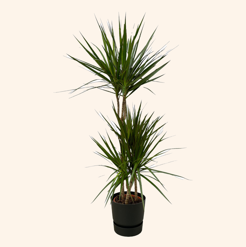 Dracaena Marginata | Elho Greenville Round