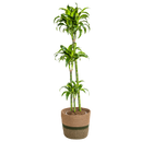 Dracaena Deremensis Dorado met mand Ø24cm