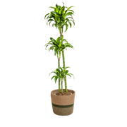 Dracaena Deremensis Dorado met mand Ø24cm Everspring