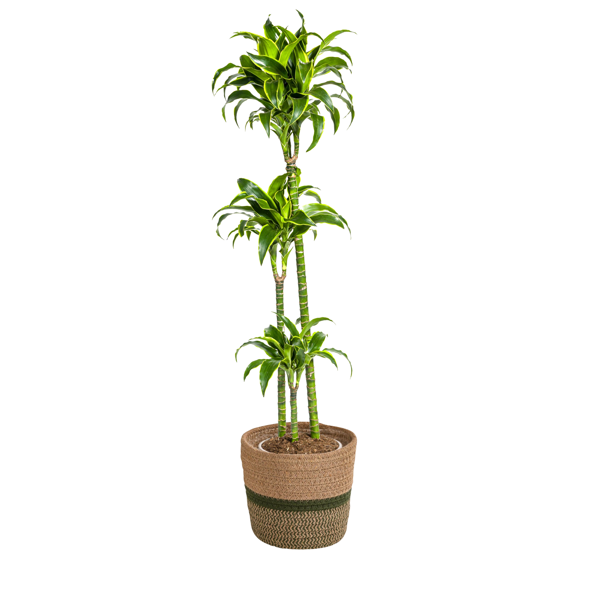 Dracaena Deremensis Dorado met mand Ø24cm