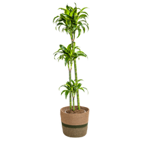 Dracaena Deremensis Dorado met mand Ø24cm