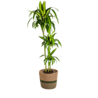 Dracaena Deremensis Hawaiian Sunshine met mand
