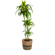 Dracaena Deremensis Hawaiian Sunshine met mand Everspring