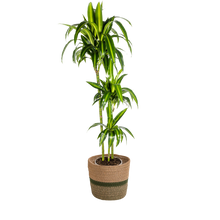 Dracaena Deremensis Hawaiian Sunshine met mand