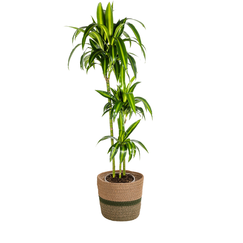 Dracaena Deremensis Hawaiian Sunshine met mand
