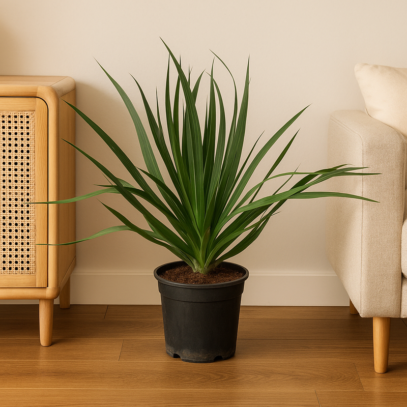 Dracaena Draco