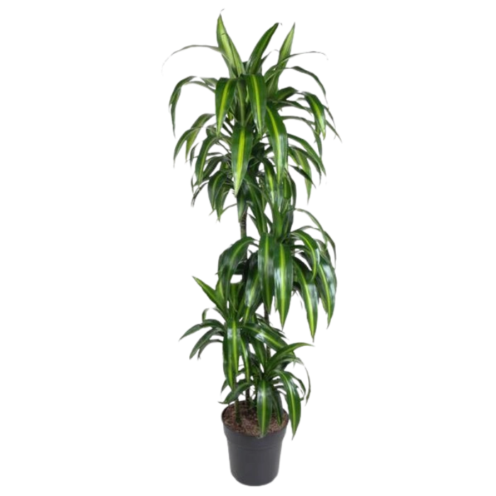 Dracaena Hawaiian Sunshine