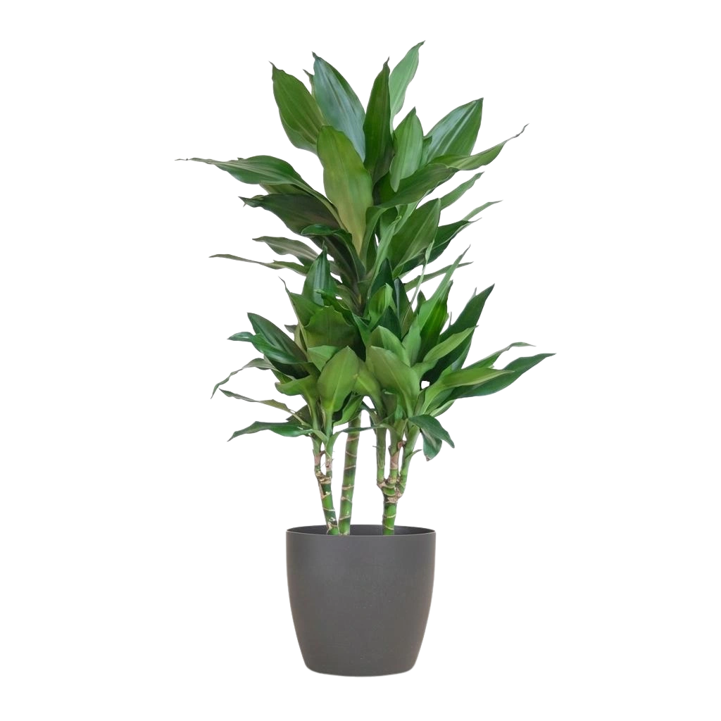 Dracaena Janet Lindt (Inclusief Potter Grijs)