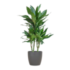 Dracaena Janet Lindt (Inclusief Potter Grijs)