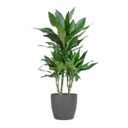 Dracaena Janet Lindt (Inclusief Potter Grijs)