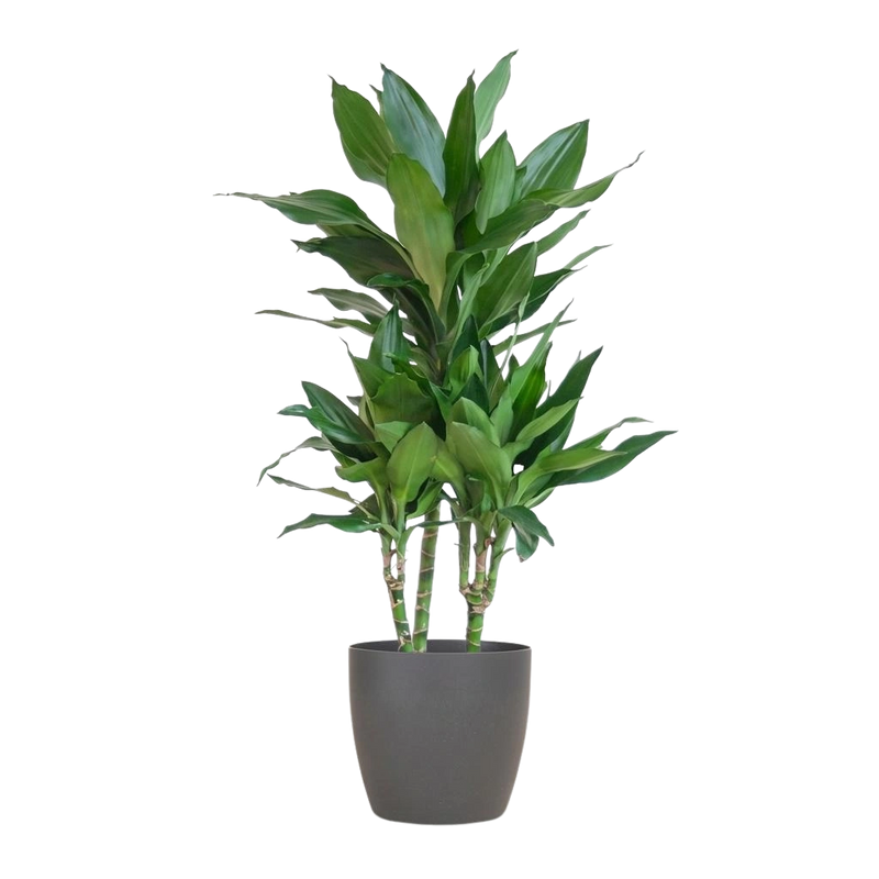 Dracaena Janet Lindt (Inclusief Potter Grijs)