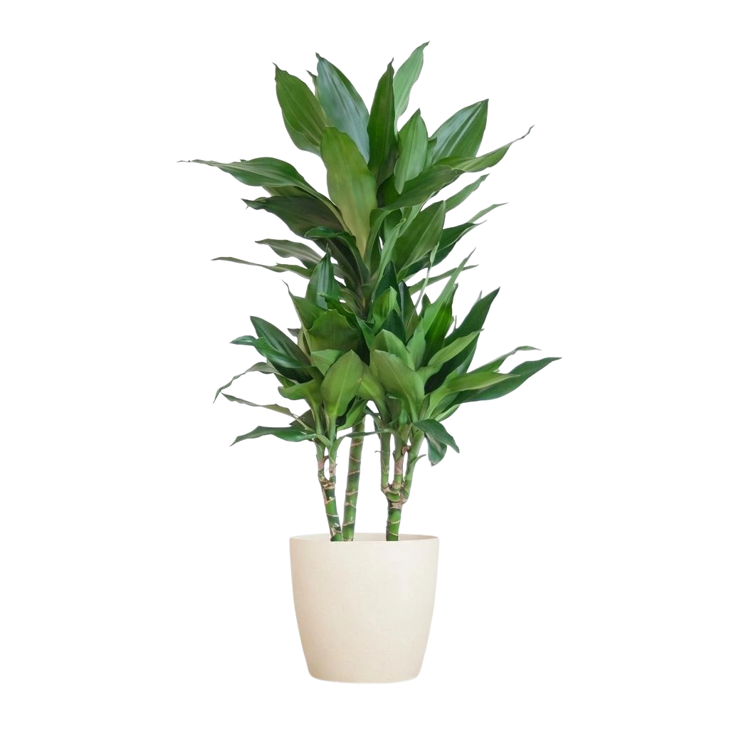 Dracaena Janet Lindt (Inclusief Potter Wit)