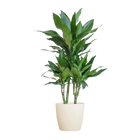 Dracaena Janet Lindt (Inclusief Potter Wit)