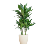 Dracaena Janet Lindt (Inclusief Potter Wit)