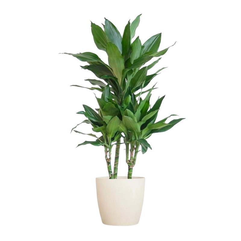 Dracaena Janet Lindt (Inclusief Potter Wit)
