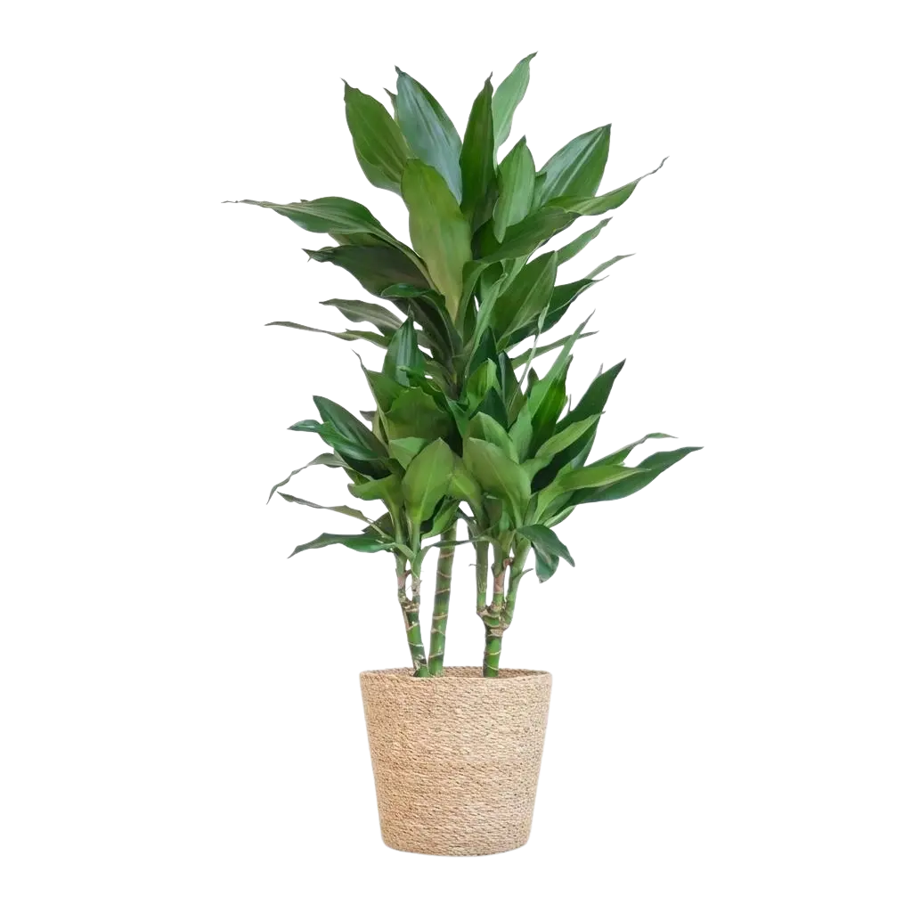 Dracaena Janet Lindt – Inclusief Zeegras Mand Naturel Everspring