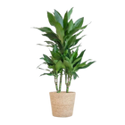 Dracaena Janet Lindt – Inclusief Zeegras Mand Naturel Everspring