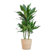 Dracaena Janet Lindt – Inclusief Zeegras Mand Naturel Everspring