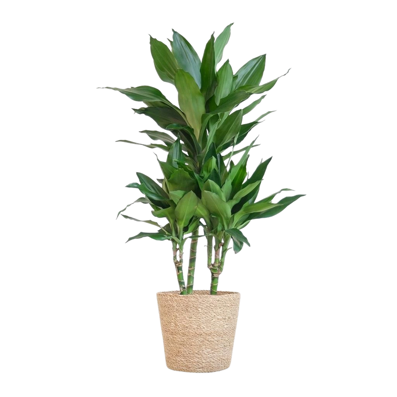 Dracaena Janet Lindt – Inclusief Zeegras Mand Naturel