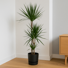 Dracaena Marginata | Elho Greenville Round