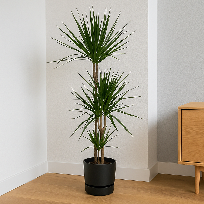 Dracaena Marginata | Elho Greenville Round