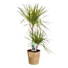 Dracaena Sunray (Drakenbloedboom) – Inclusief Mand Everspring