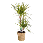 Dracaena Sunray (Drakenbloedboom) – Inclusief Mand Everspring