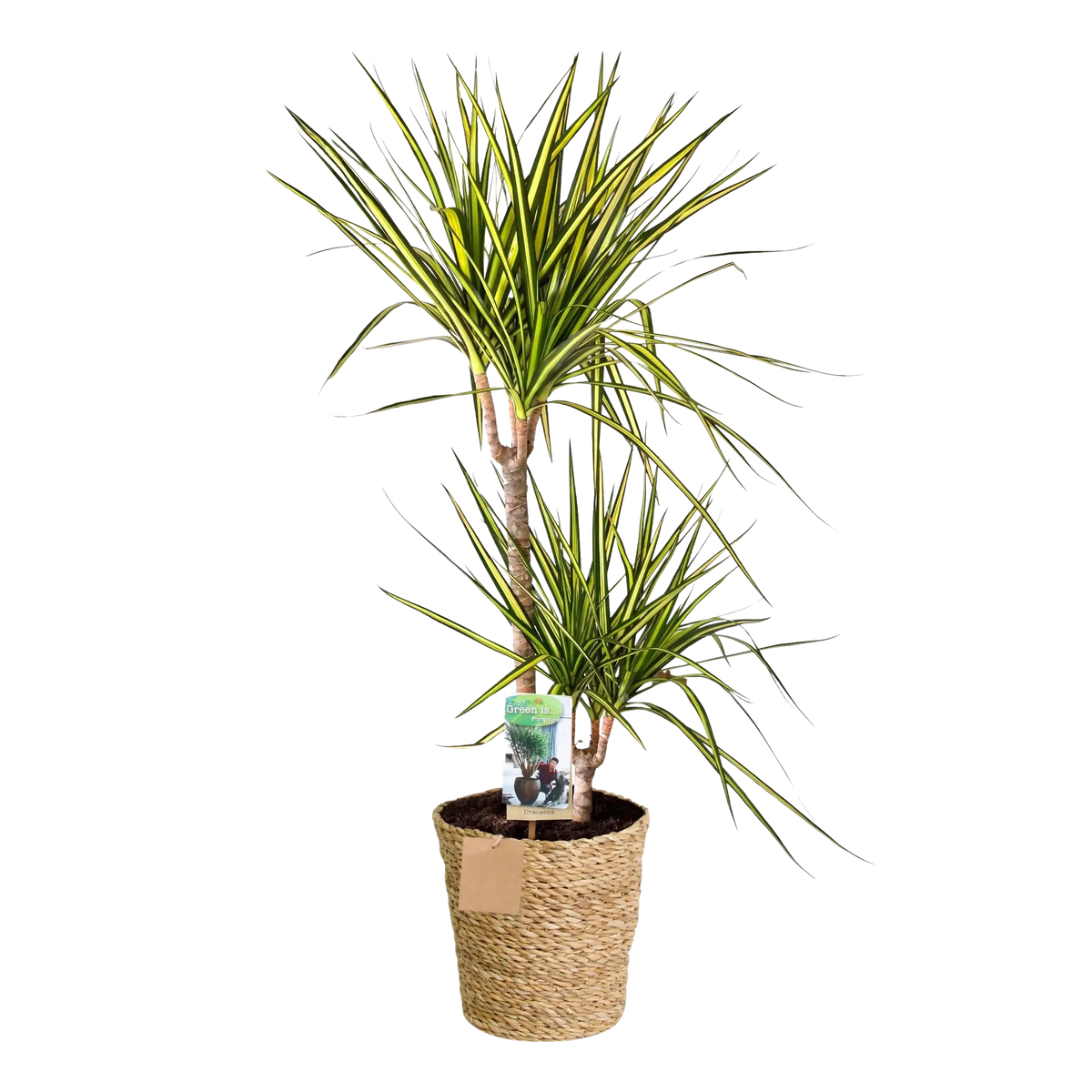 Dracaena Sunray (Drakenbloedboom) – Inclusief Mand Everspring